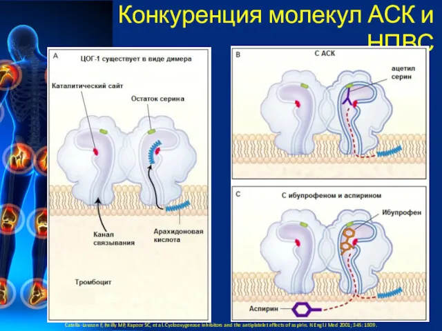 Конкуренция молекул АСК и НПВС Catella-Lawson F, Reilly MP, Kapoor