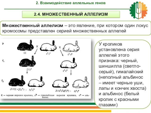 Множественный аллелизм – это явление, при котором один локус хромосомы