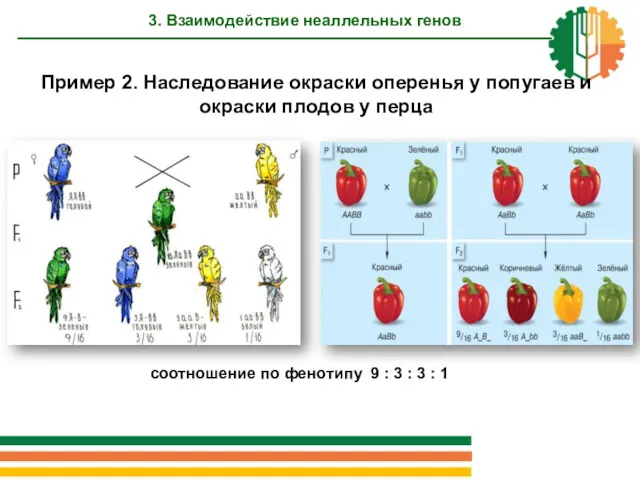 3. Взаимодействие неаллельных генов соотношение по фенотипу 9 : 3