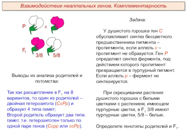 Задача: У душистого горошка ген С обуславливает синтез бесцветного предшественника