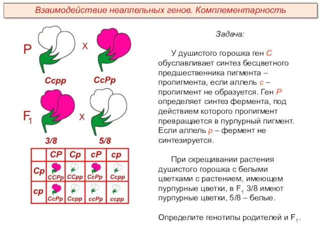 Задача: У душистого горошка ген С обуславливает синтез бесцветного предшественника