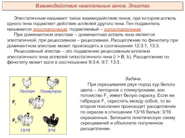 Эпистатичным называют такое взаимодействие генов, при котором аллель одного гена