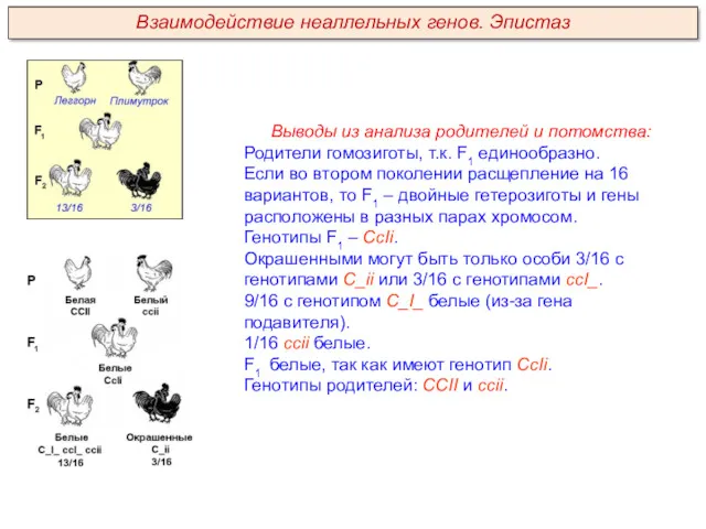 Выводы из анализа родителей и потомства: Родители гомозиготы, т.к. F1