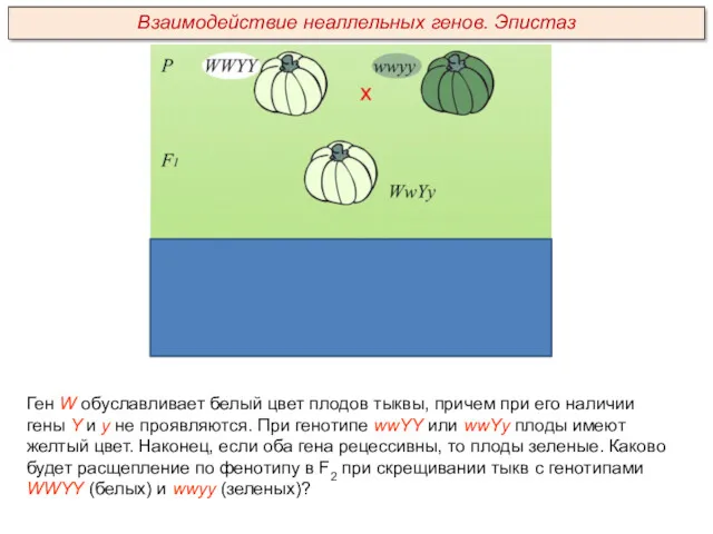 Ген W обуславливает белый цвет плодов тыквы, причем при его