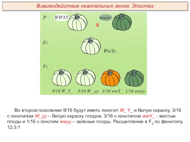 Во втором поколении 9/16 будут иметь генотип W_Y_ и белую