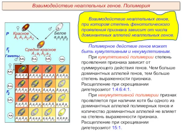 Взаимодействие неаллельных генов, при котором степень фенотипического проявления признака зависит