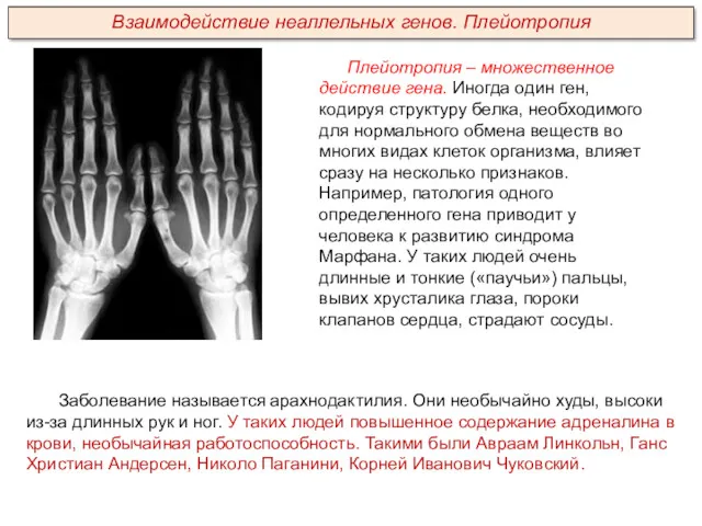 Плейотропия – множественное действие гена. Иногда один ген, кодируя структуру