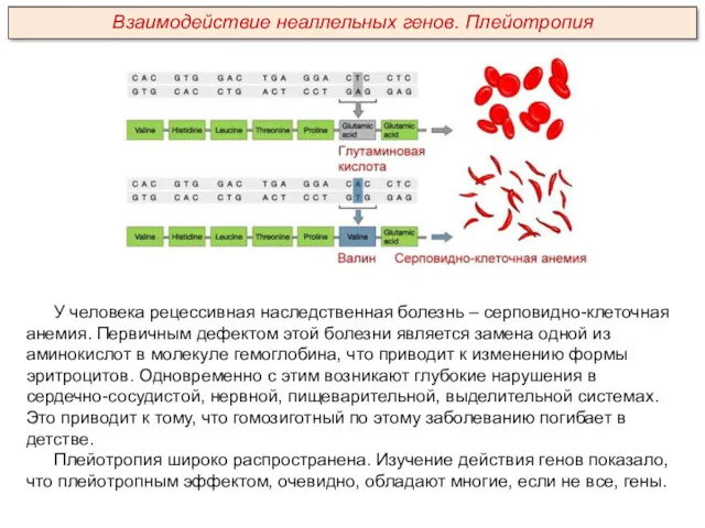 У человека рецессивная наследственная болезнь – серповидно-клеточная анемия. Первичным дефектом