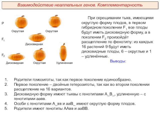 При скрещивании тыкв, имеющими округлую форму плодов, в первом гибридном