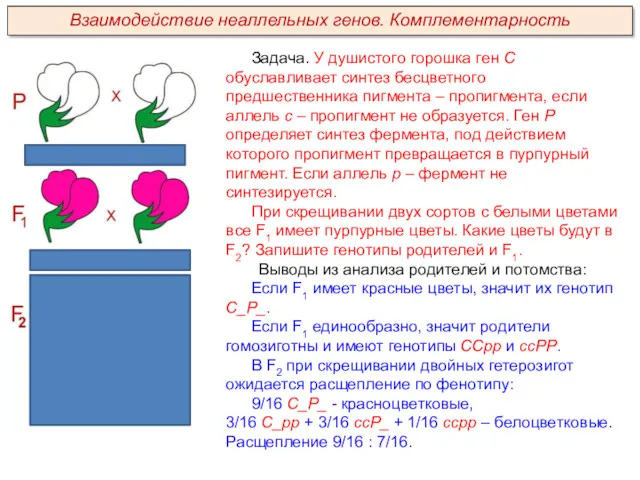 Задача. У душистого горошка ген С обуславливает синтез бесцветного предшественника