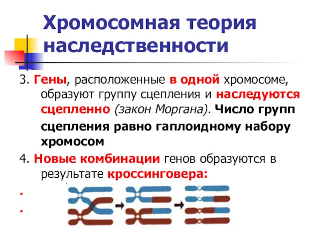 Хромосомная теория наследственности 3. Гены, расположенные в одной хромосоме, образуют