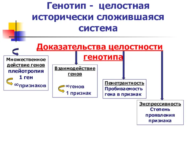 Генотип - целостная исторически сложившаяся система Доказательства целостности генотипа Множественное