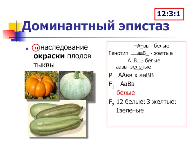 Доминантный эпистаз наследование окраски плодов тыквы А_вв - белые Генотип