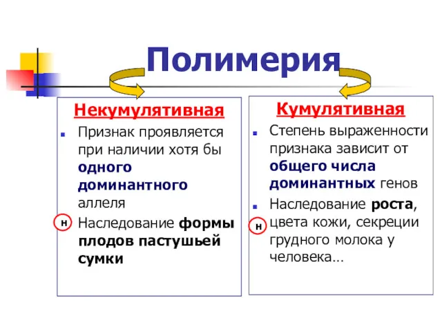 Полимерия Некумулятивная Признак проявляется при наличии хотя бы одного доминантного