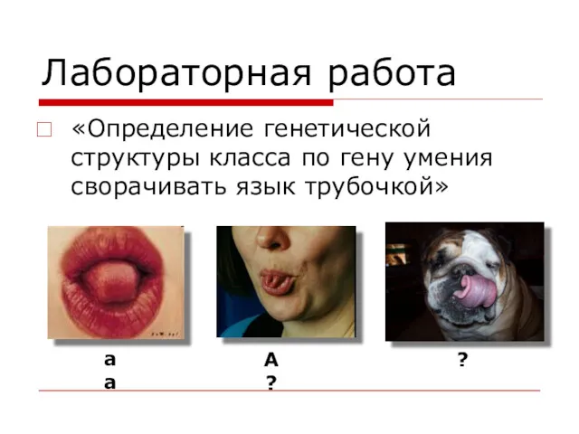 Лабораторная работа «Определение генетической структуры класса по гену умения сворачивать язык трубочкой» аа А? ?