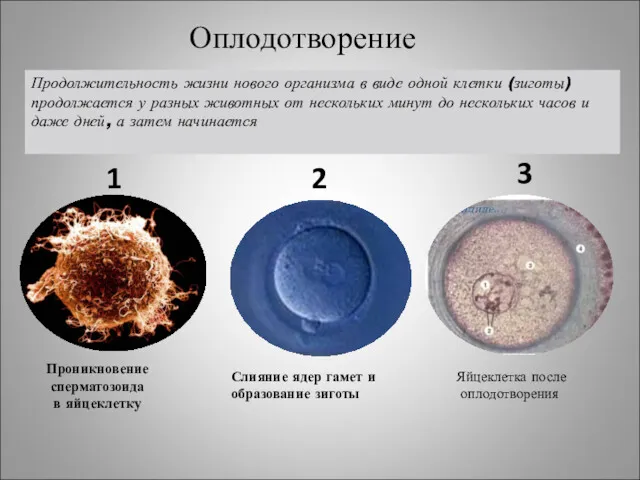 Проникновение сперматозоида в яйцеклетку Слияние ядер гамет и образование зиготы