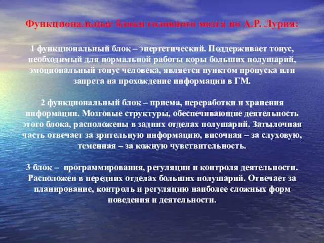 Функциональные блоки головного мозга по А.Р. Лурия: 1 функциональный блок