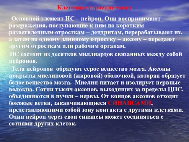 Клеточное строение мозга Основной элемент НС – нейрон. Они воспринимают