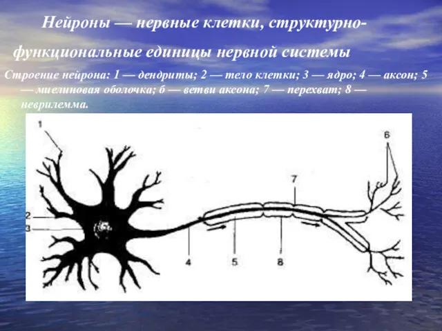 Нейроны — нервные клетки, структурно-функциональные единицы нервной системы Строение нейрона: