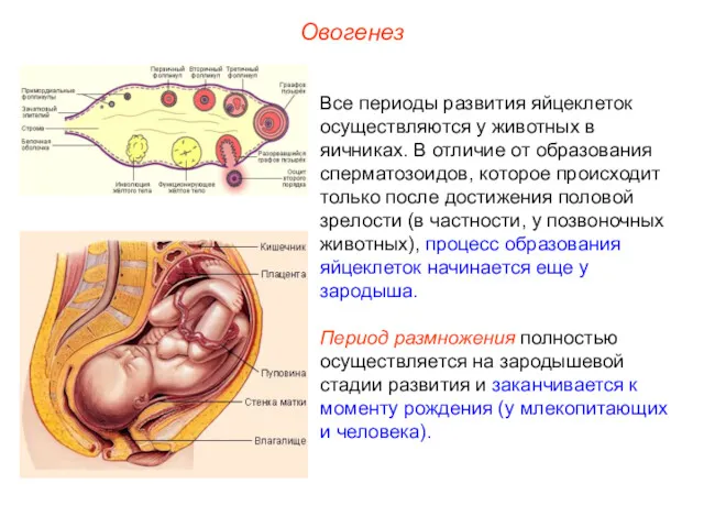 Овогенез Все периоды развития яйцеклеток осуществляются у животных в яичниках. В отличие от