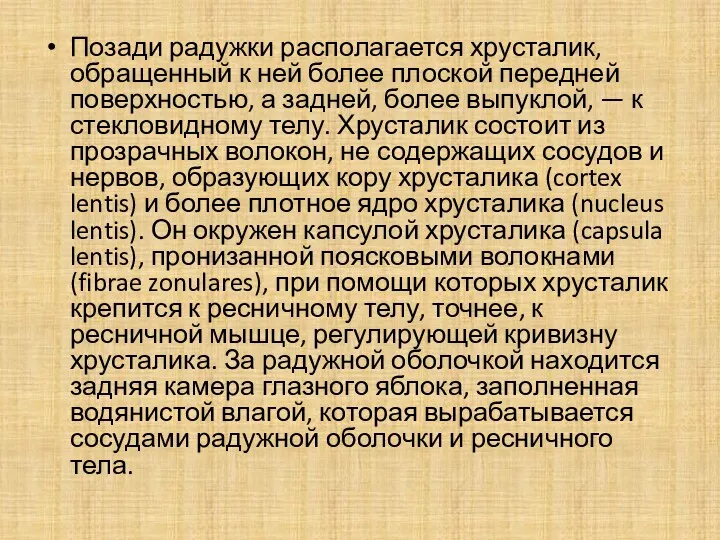 Позади радужки располагается хрусталик, обращенный к ней более плоской передней