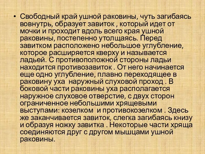 Свободный край ушной раковины, чуть загибаясь вовнутрь, образует завиток ,