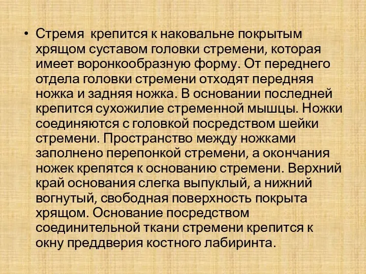 Стремя крепится к наковальне покрытым хрящом суставом головки стремени, которая