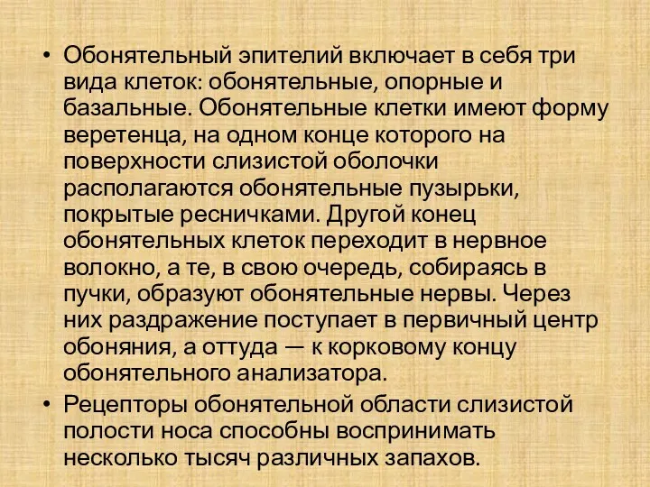 Обонятельный эпителий включает в себя три вида клеток: обонятельные, опорные