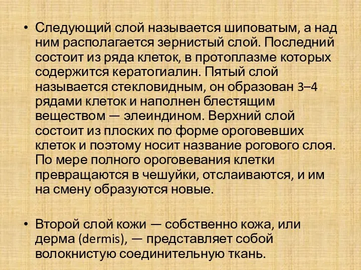 Следующий слой называется шиповатым, а над ним располагается зернистый слой.