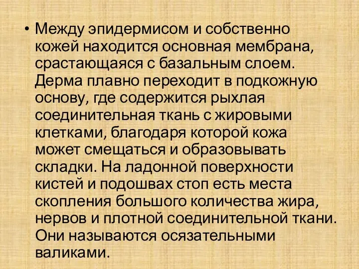 Между эпидермисом и собственно кожей находится основная мембрана, срастающаяся с