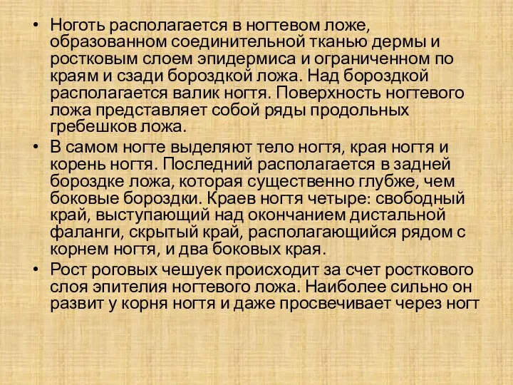 Ноготь располагается в ногтевом ложе, образованном соединительной тканью дермы и