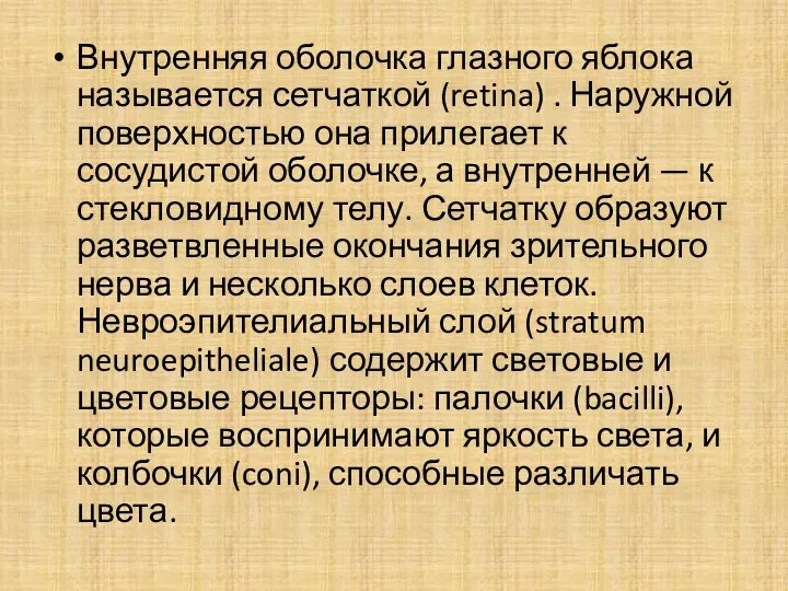 Внутренняя оболочка глазного яблока называется сетчаткой (retina) . Наружной поверхностью