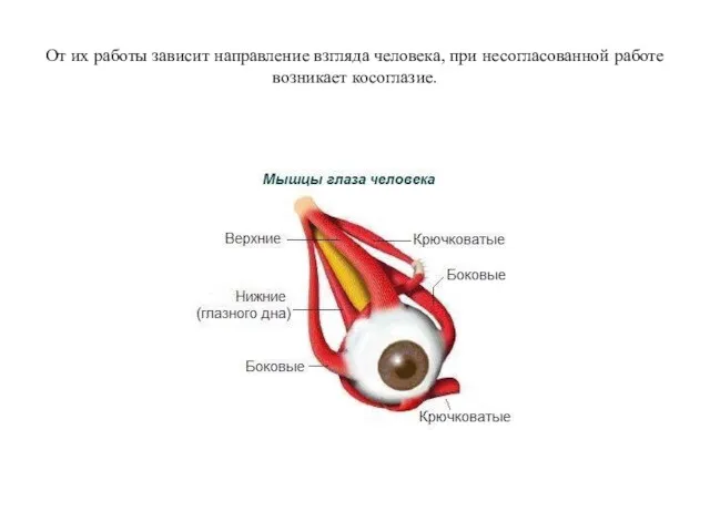 От их работы зависит направление взгляда человека, при несогласованной работе возникает косоглазие.