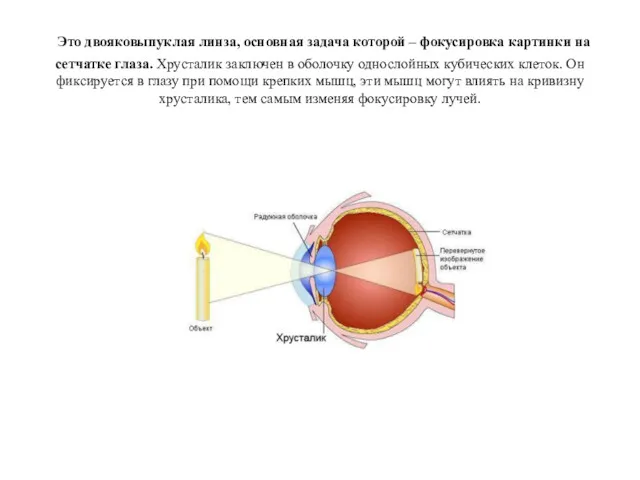 Это двояковыпуклая линза, основная задача которой – фокусировка картинки на