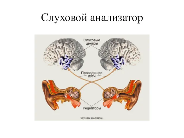 Слуховой анализатор