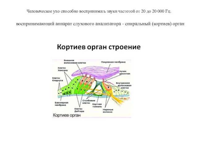 Человеческое ухо способно воспринимать звуки частотой от 20 до 20