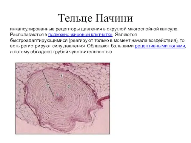 Тельце Пачини инкапсулированные рецепторы давления в округлой многослойной капсуле. Располагаются