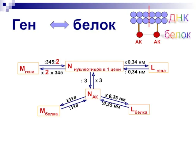 Ген белок N нуклеотидов в 1 цепи NАК ДНК белок