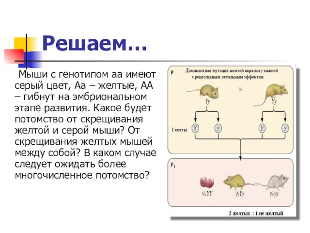 Решаем… Мыши с генотипом аа имеют серый цвет, Аа –