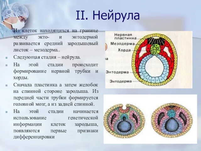 II. Нейрула Из клеток находящихся на границе между экто- и энтодермой развивается средний