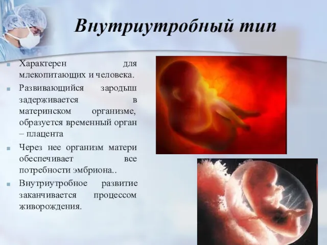 Внутриутробный тип Характерен для млекопитающих и человека. Развивающийся зародыш задерживается в материнском организме,