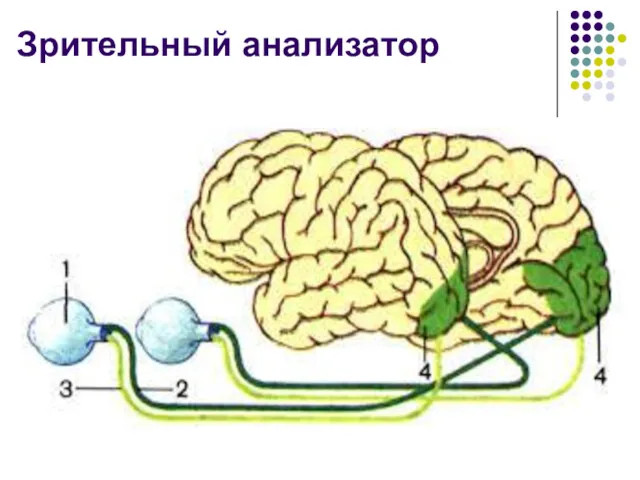 Зрительный анализатор