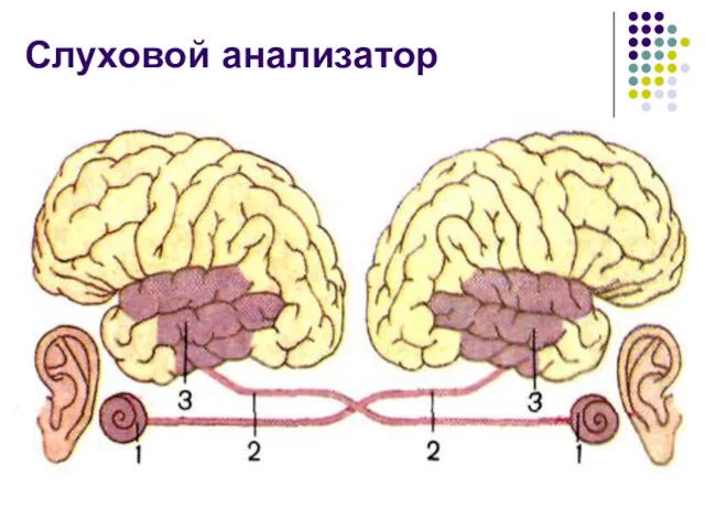 Слуховой анализатор