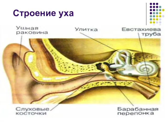 Строение уха