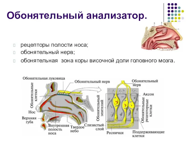 Обонятельный анализатор. рецепторы полости носа; обонятельный нерв; обонятельная зона коры височной доли головного мозга.