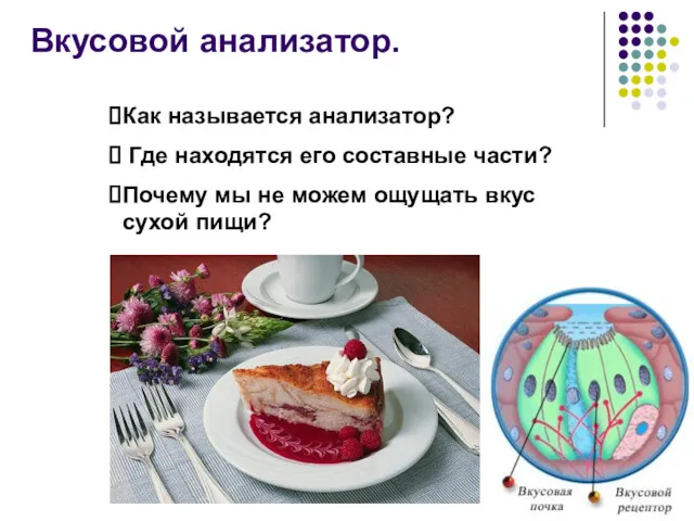 Вкусовой анализатор. Как называется анализатор? Где находятся его составные части?