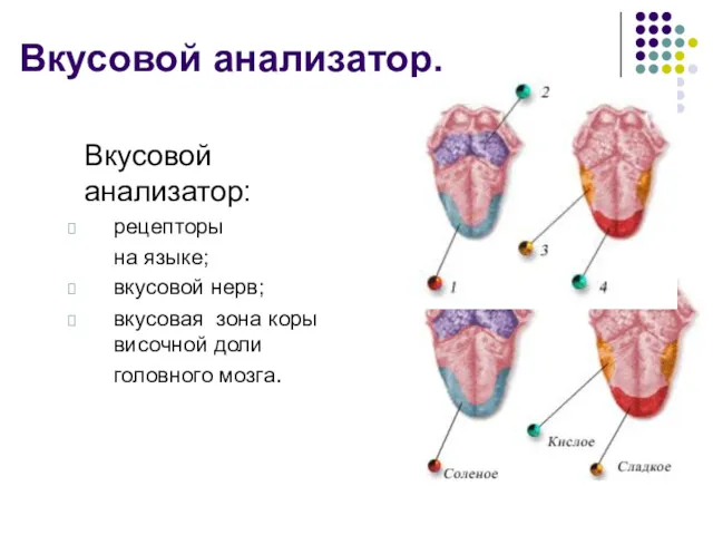 Вкусовой анализатор. Вкусовой анализатор: рецепторы на языке; вкусовой нерв; вкусовая зона коры височной доли головного мозга.