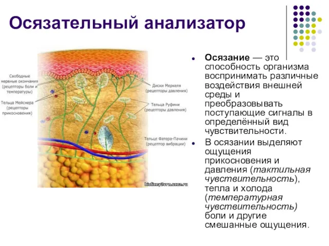 Осязательный анализатор Осязание — это способность организма воспринимать различные воздействия