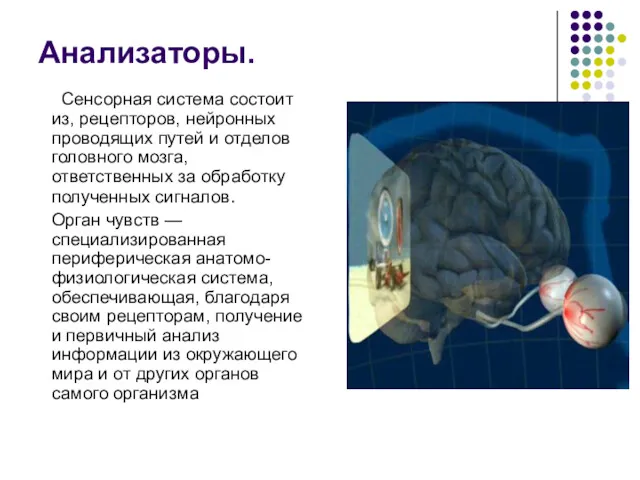 Анализаторы. Сенсорная система состоит из, рецепторов, нейронных проводящих путей и