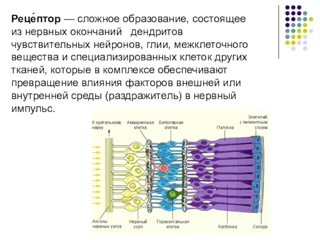 Реце́птор — сложное образование, состоящее из нервных окончаний дендритов чувствительных